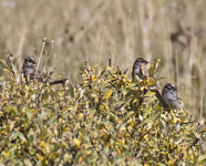 White crowned Sparrows 4405